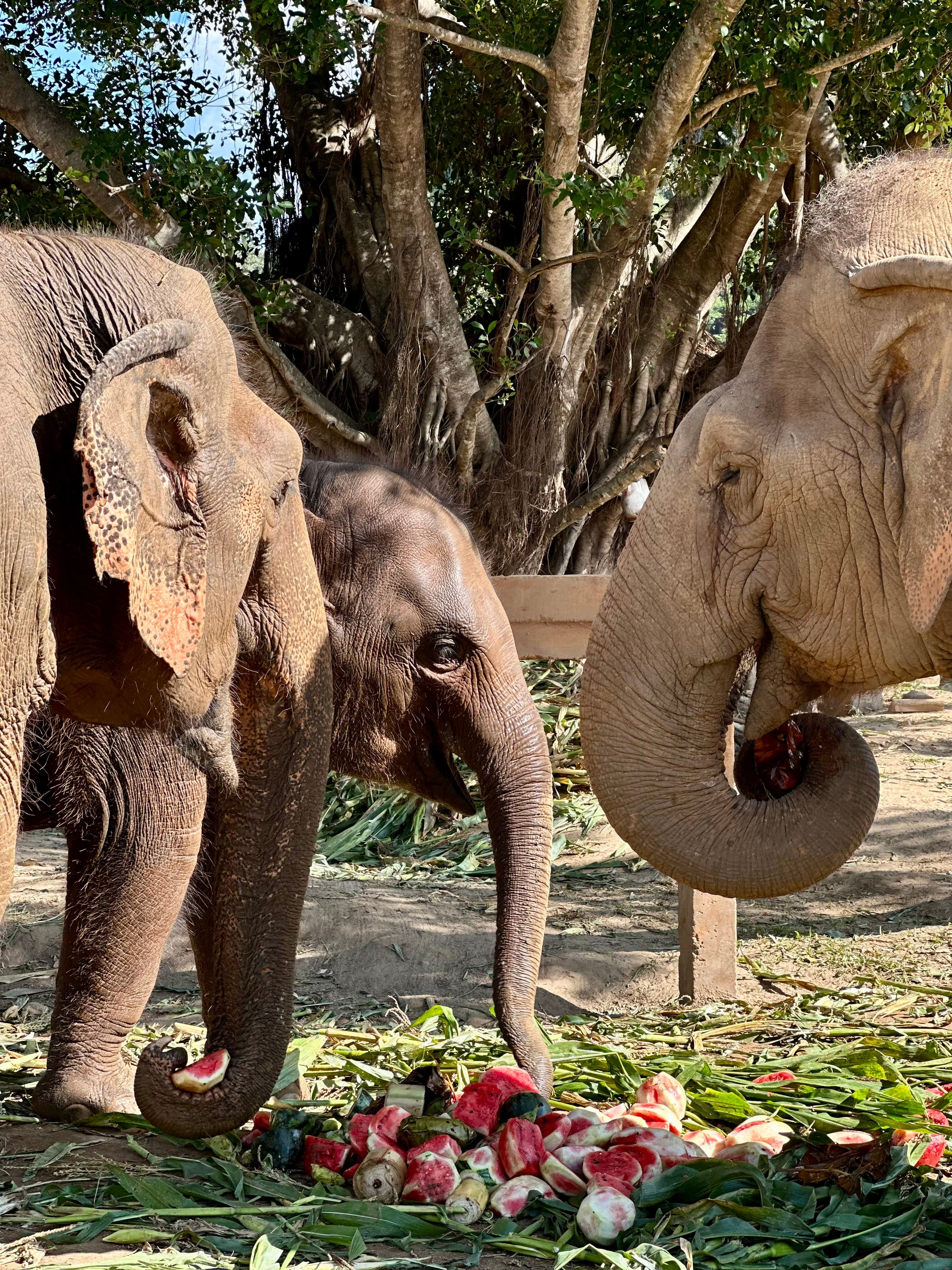 chiang mai, thailand