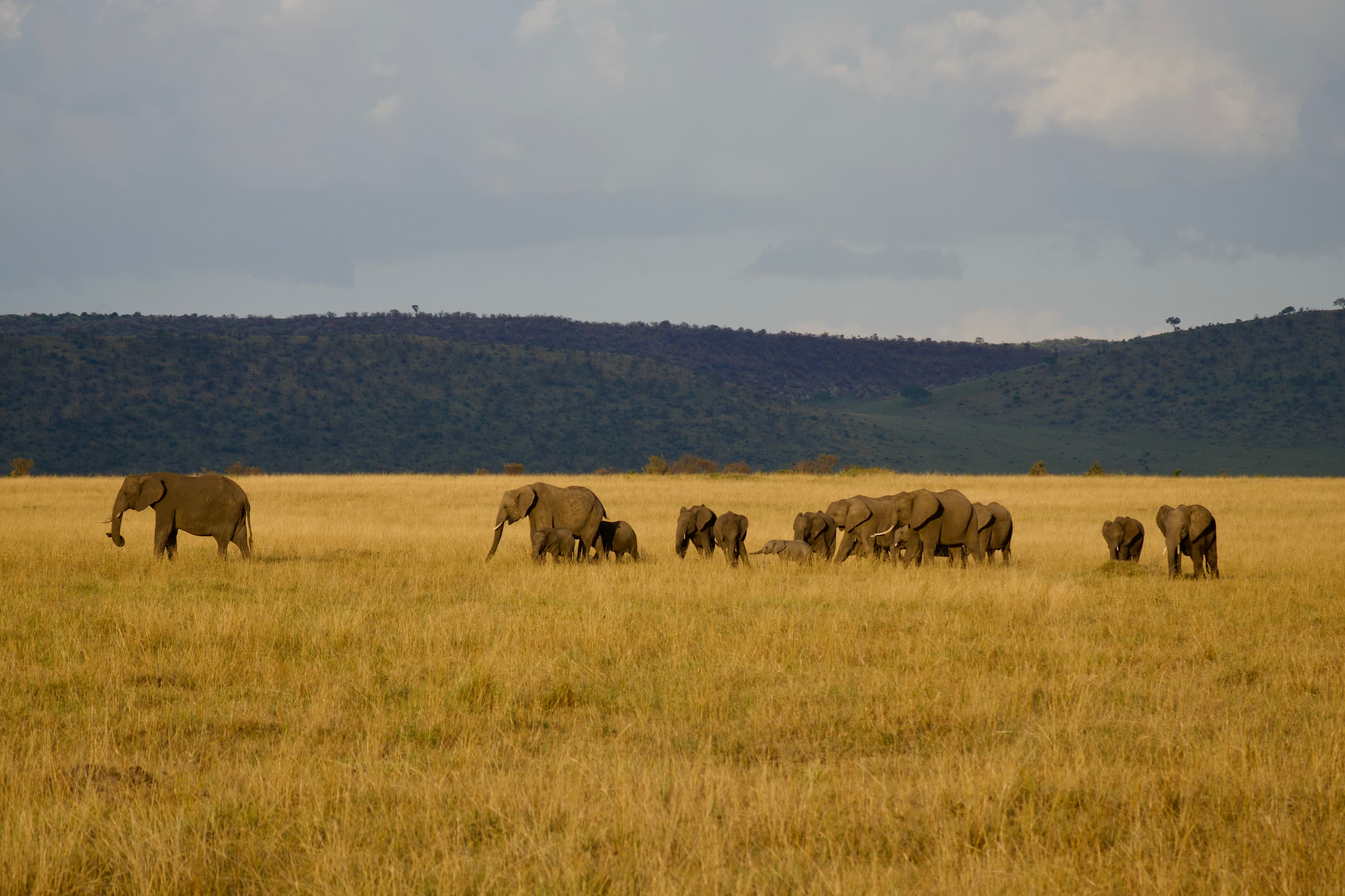 maasai mara, kenya