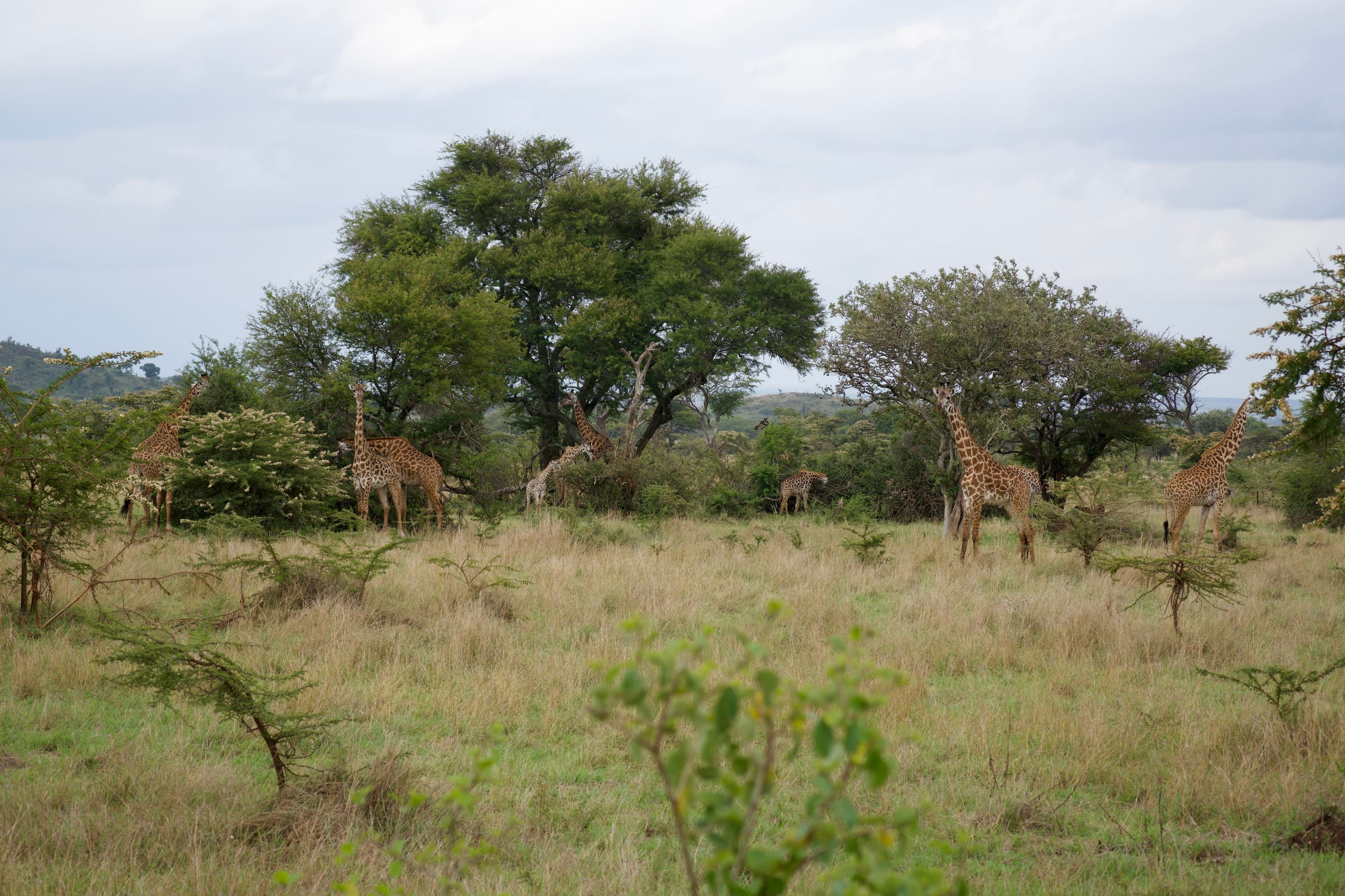 serengeti, tanzania