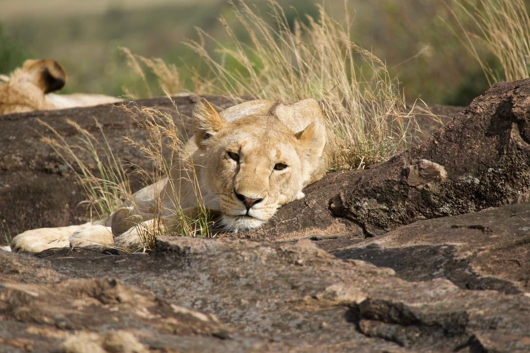 maasai mara, kenya