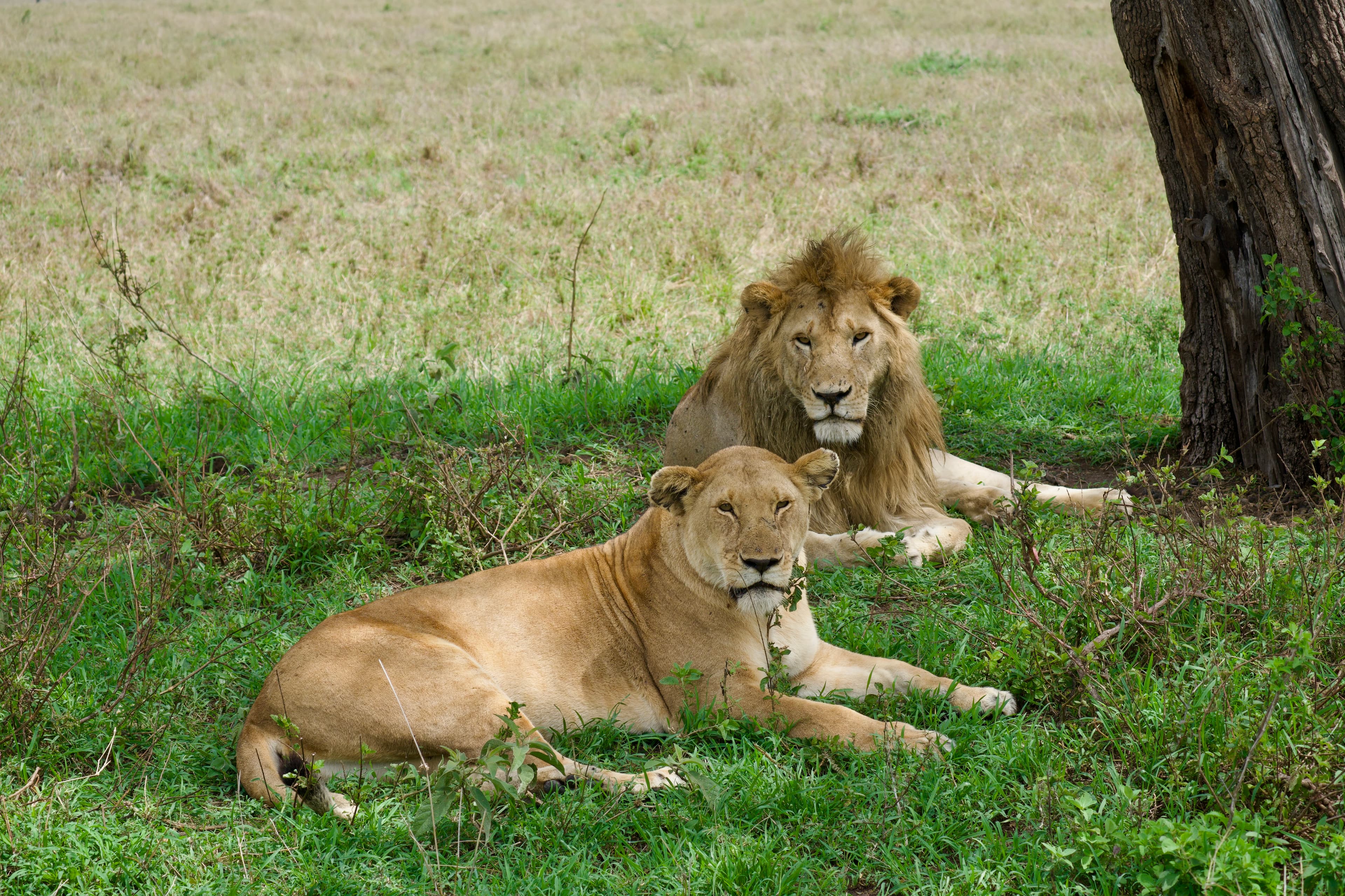 serengeti, tanzania